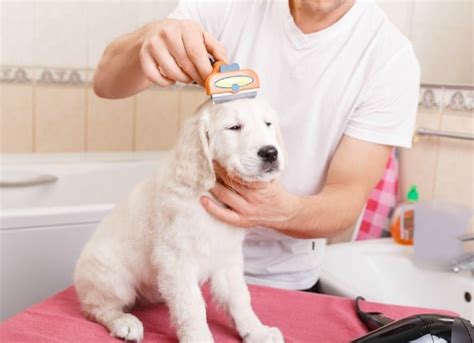 DIY Tips for Grooming a Dog at Home – Pets For Children