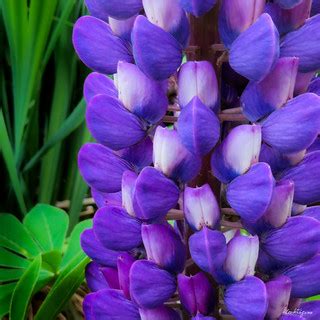 Purple Lupin - Lupine mauve | Lupinus (Fabaceae) | Monteregina (Nicole) | Flickr