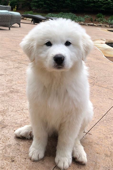 Charlotte North Carolina Great Pyrenees Puppies — Montgomery Sheep Farm ...