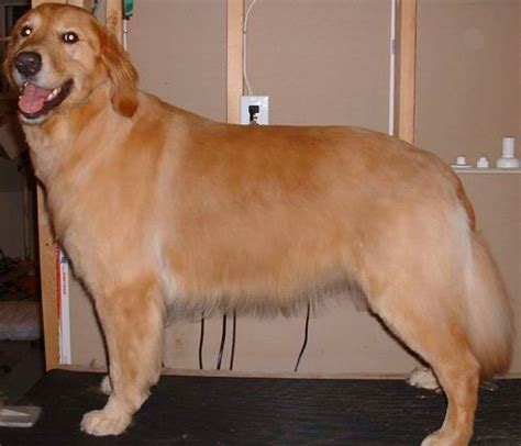 Golden Summer Cut. #DogGroomingTips | Golden retriever haircut, Golden ...