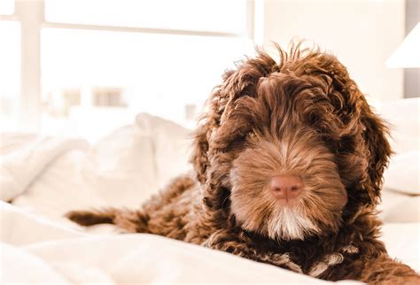 Brown and White Portuguese Water Dog Puppy · Free Stock Photo