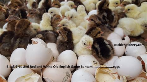 Black Breasted Red Old English Bantam Fertile Hatching Eggs | Cackle ...