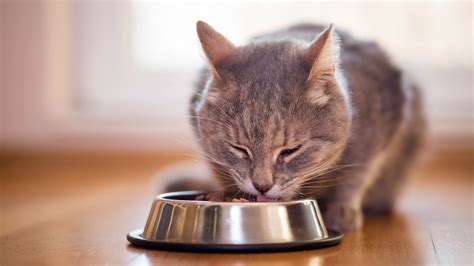 Freeze-dried cat food: What are the benefits and how do you prepare it ...