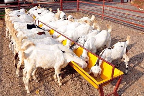 Disadvantages of Goat Farming - FARMING ADVICE DIGEST