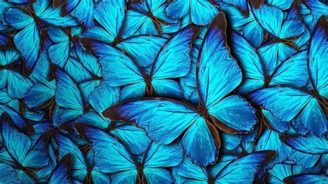 28 Blue Butterfly HD Wallpapers - Wallpaperboat