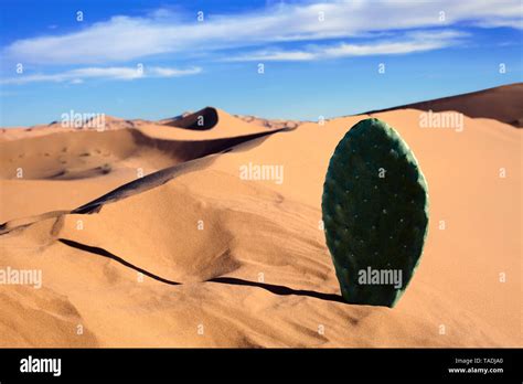 Cactus sahara hi-res stock photography and images - Alamy