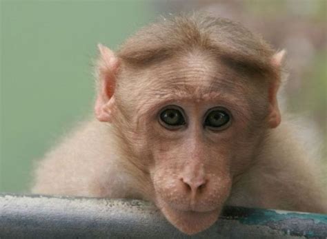 The most popular monkey haircuts for the summer (15 pics) - Izismile.com