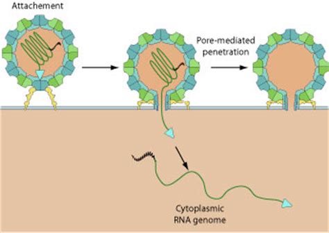 Polio Cell Structure