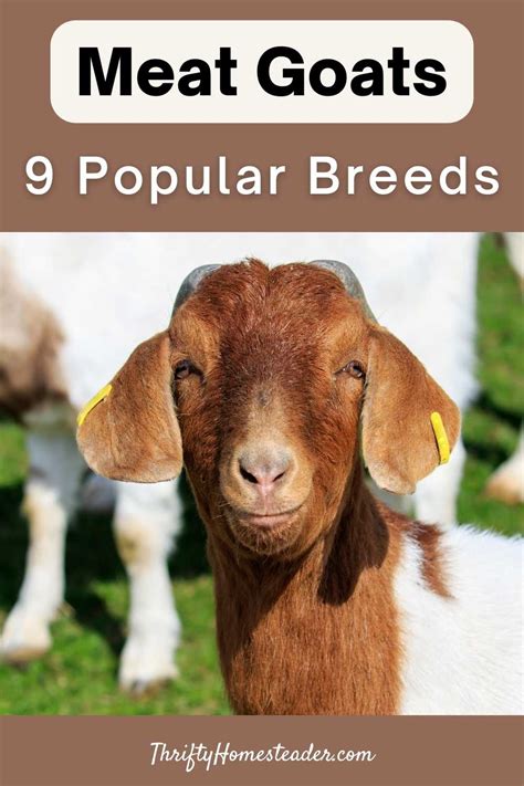 Meat Goats: 9 Popular Breeds