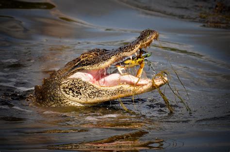 Alligator Eating a Blue Crab by Photography-by-Image on DeviantArt