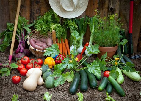 Vegetable Growing - How to Grow Vegetables Guides Advice