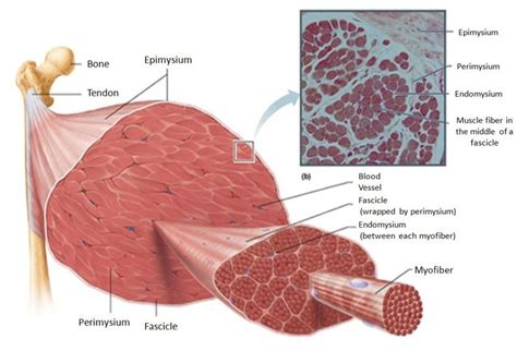 Skeletal Muscle Organization | Images and Photos finder