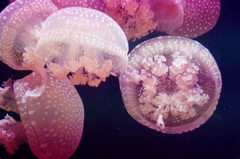 Free Images : petal, underwater, jellyfish, pink, coral, invertebrate ...