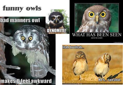 Funny Owls