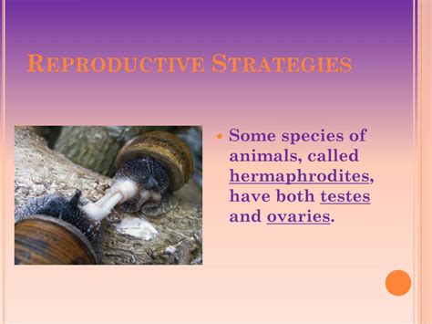 PPT - Chapter 27: Introduction to Animals PowerPoint Presentation, free ...