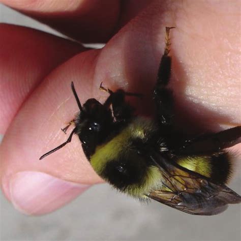 Maps of the distribution of bumblebee species in China: (A) increase in... | Download Scientific ...