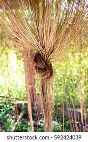 Adenium Obesum Balf Pink Bignonia Seeds Stock Photo 104929652 | Shutterstock