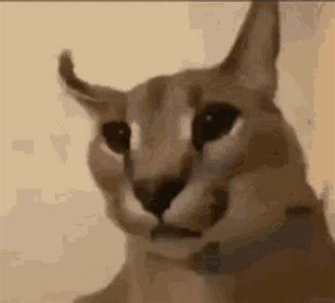 Caracal Cat, Russian Cat, Gifs, Cat Icon, Weird Dreams, Cat T, Cute Anime Couples, Big Cats, Cat ...