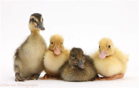 Assorted brown and Yellow Ducklings photo WP36164