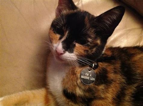 20 Hilarious Collar Tags for Pets That Get Lost a Lot