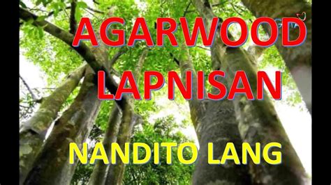 AGARWOOD in the PHILIPPINES LAPNISAN aking NATAGPUAN. (LIQUID GOLD) inspired by KMJS - GMA-7 ...