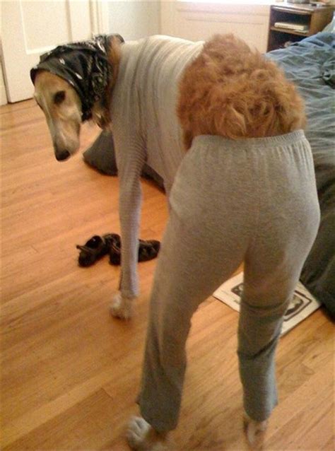 budakkaseppp: [45+] Funny Dressed Up Dog Memes