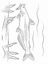 Catfish Coloring Page At GetColoringscom  Free Printable colorings sketch template