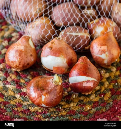 Dutch tulip bulbs hi-res stock photography and images - Alamy