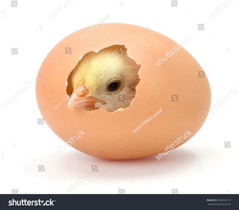 Newborn Yellow Chicken Hatching Egg Stock Photo 330216119 | Shutterstock