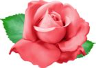 Red Rose PNG Clip Art Transparent Image | Gallery Yopriceville - High ...