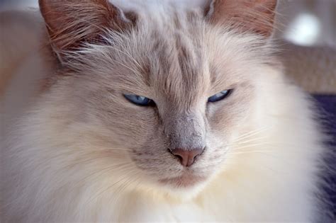 The Balinese Cat: Everything You Need to Know - MyStart