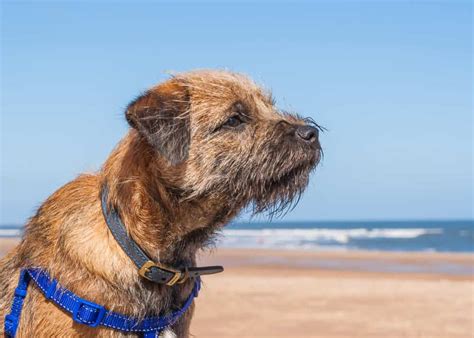 How to Groom a Border Terrier Face for a Healthier Look