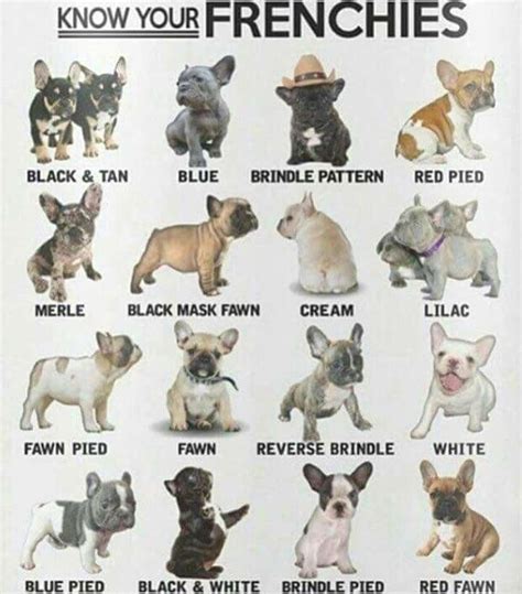 Pin by Donna R. Janis on Frenchie | French bulldog puppies, Bulldog ...