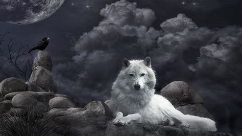 Beautiful Wallpapers: Beautiful Wolf Wallpapers