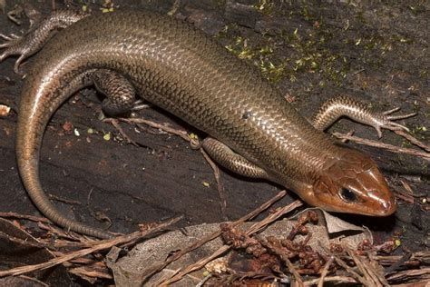 Broadhead Skink Facts, Habitat, Diet, Pictures