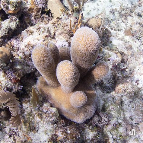 Pillar Coral | Pillar Coral at Diane's Wall. | Duane Newman | Flickr