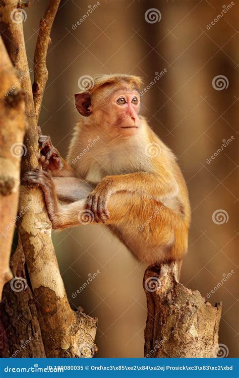 Toque Macaque, Macaca Sinica, Monkey with Evening Sun. Macaque in ...