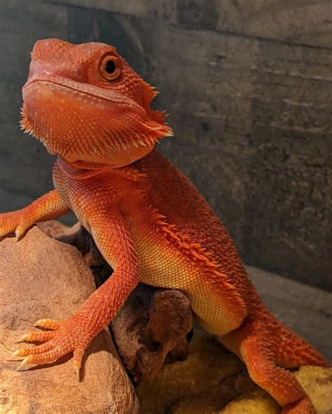 Red bearded dragon - V Reptiles