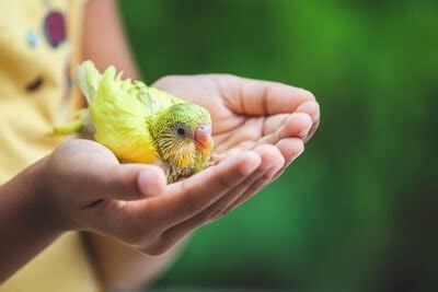 How To Prepare for Baby Budgies — Budgie Central