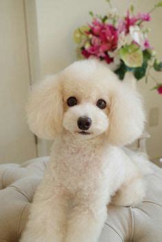 27 Poodle Bichon Haircut Styles ideas | poodle, poodle grooming, poodle cuts