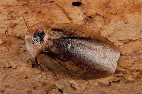 Death's head cockroach - Stock Image - C029/6952 - Science Photo Library