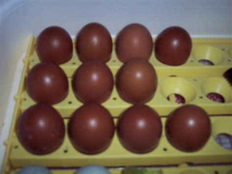 Cuckoo Marans eggs | Cuckoo maran, Chickens backyard, Egg basket