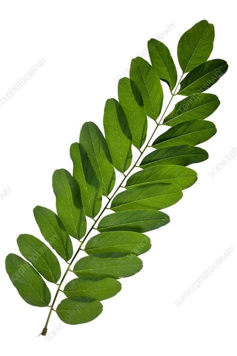 Robinia pseudoacacia leaves - Stock Image - C014/0711 - Science Photo Library