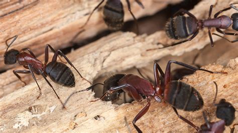 Carpenter Ant Worker