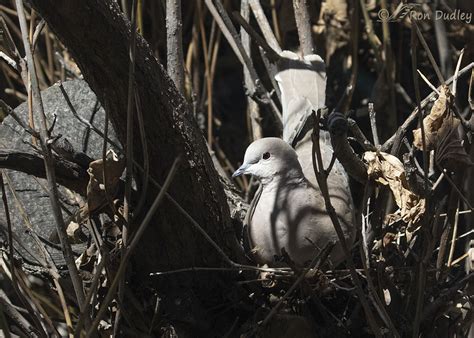 Nesting Eurasian Collared Doves – Feathered Photography