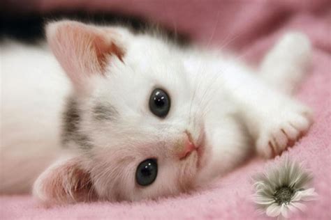 771 Wallpaper Kucing Yang Lucu Dan Imut Images & Pictures - MyWeb