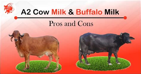 A2 Cow Milk and Buffalo Milk: Pros and Cons