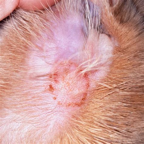 8 Skin Infections in Cats [With Pictures] & Vet Advice - Cat-World