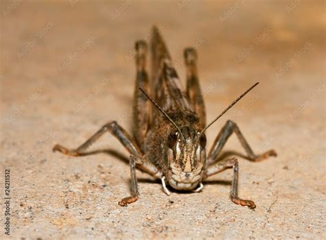 Macro of brown camouflage grasshopper on cement floor Stock Photo | Adobe Stock