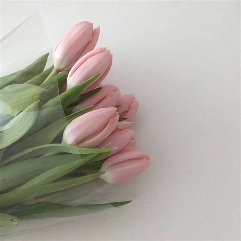 Flowers 🌺 on Twitter: "… " | Pink tulips, Flower aesthetic, Plant aesthetic